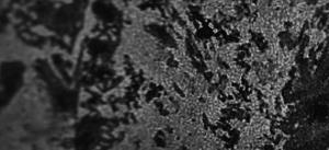 Photo of the artist Moss Grotto