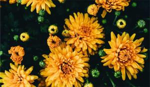 Photo of the artist Mt Yonder